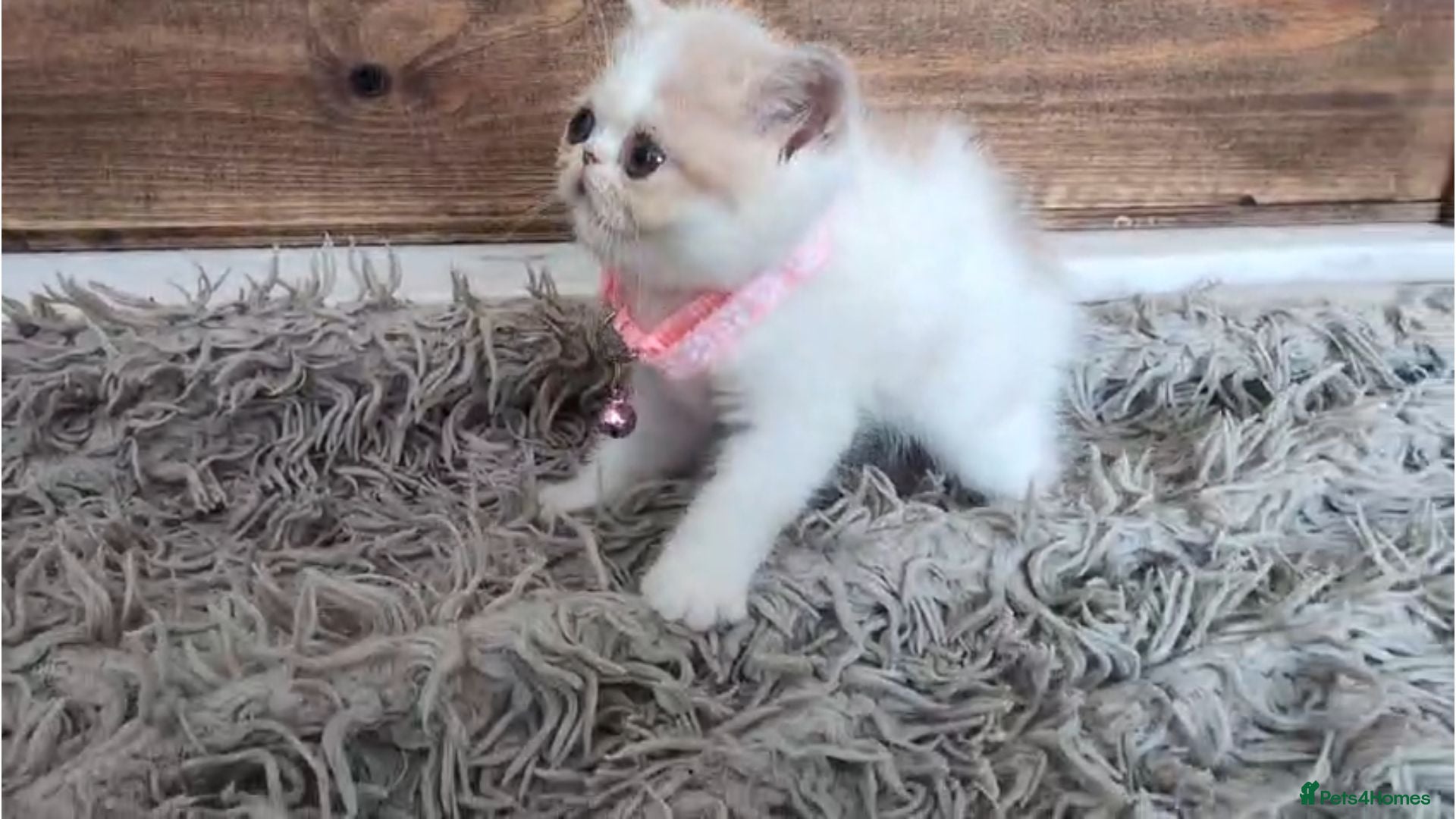 Persian cats 🐾 Beautiful Persian Kittens 🐾 - Advert 1