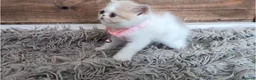Persian cats for sale: 🐾 Beautiful Persian Kittens 🐾 - Advert 8