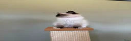 Ragdoll cats for sale: Beautiful Ragdoll Kittens - Advert 12