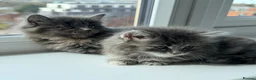 British Longhair cats for sale: Fluffy British Short hair X British Long Hair  - Advert 7
