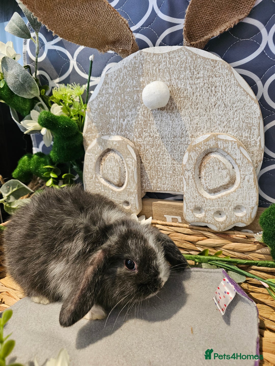 Mini Lop rabbits for sale: Beautiful mini lop babies  - Advert 3