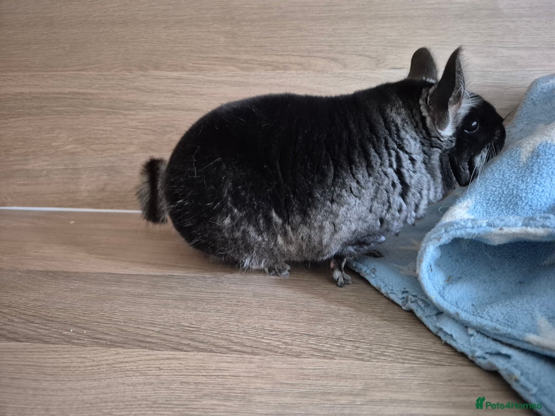 Chinchilla rodents for sale: Beautiful black velvet bpc female  - Image 2