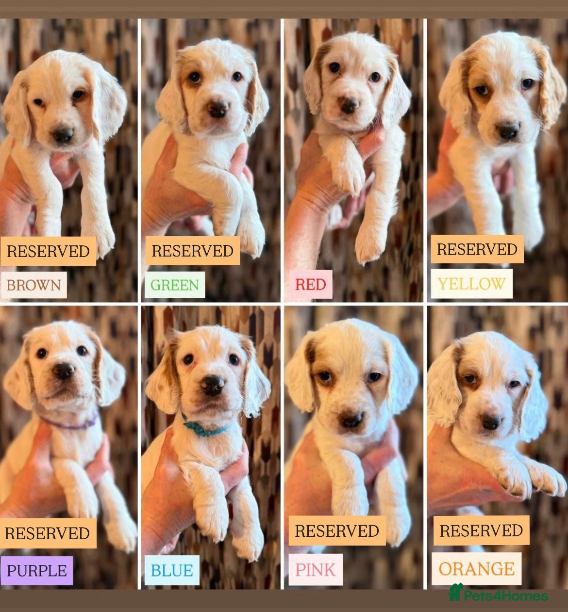 Cocker Spaniel dogs Cocker Spaniel Puppies - Advert 10