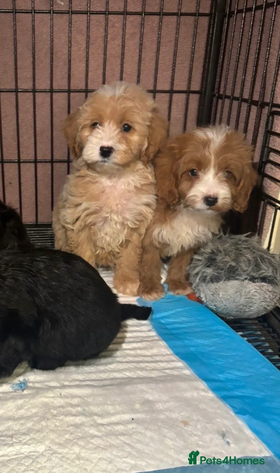 Cockapoo dogs for sale: Adorable Cockapoos’s looking for family homes - Advert 4