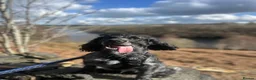 Cocker Spaniel dogs for stud: 🐾 VINNY – HANDSOME COCKER SPANIEL STUD 🐾   in Barnsley - Advert 5