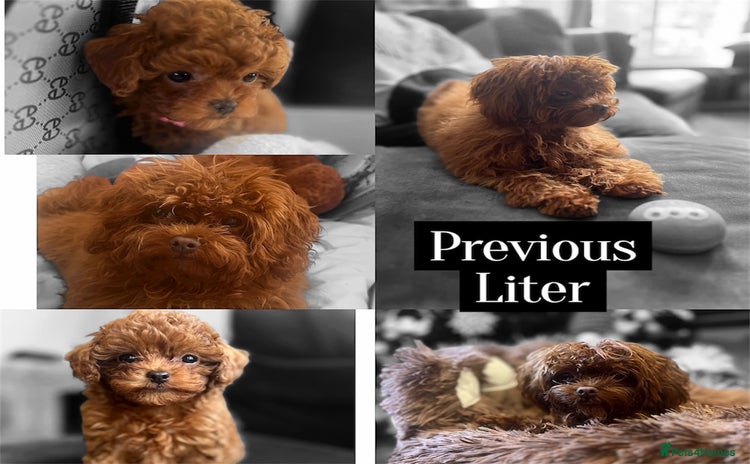 Maltipoo dogs ✨ Luxury Asian Maltipoo F1b – Rare Brown Mini ✨ - Advert 10