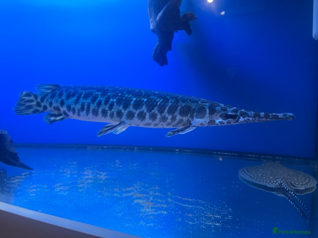 Other/Mixed Breed fish for sale: Florida gar - Image 1