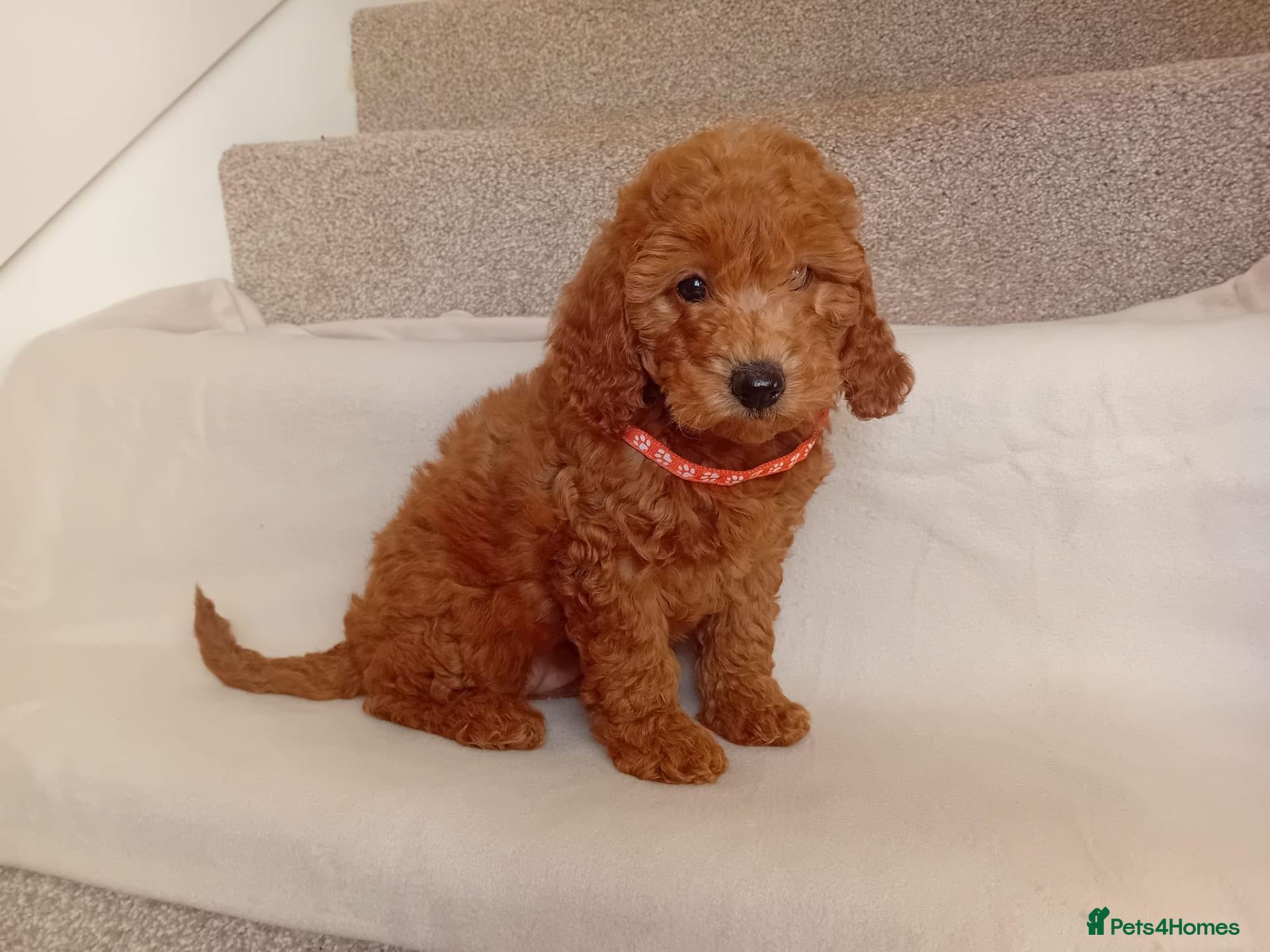 Goldendoodle dogs Stunning Goldendoodle Puppies - Advert 2
