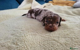 Miniature Dachshund dogs for sale: Miniature dachshund short haired puppies for sale£ - Image 5