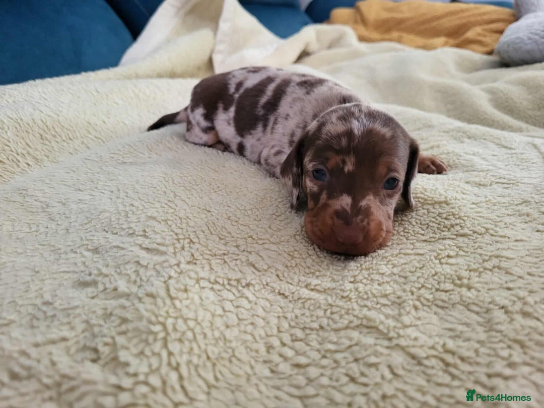 Miniature Dachshund dogs for sale: Miniature dachshund short haired puppies for sale£ - Image 5
