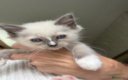 Ragdoll cats for sale: Ragdolls Kittens - Ready Now  - Image 4