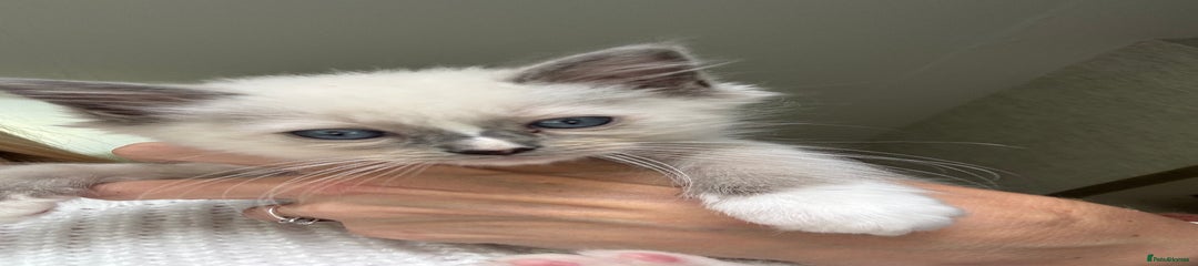 Mitted Blue point with blaze