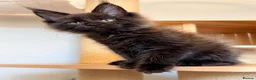 Maine Coon cats for sale: XL MAINE COON EUROPEAN LINES! Ready now!  - Advert 13