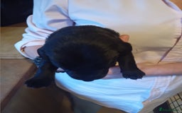 Labrador Retriever dogs for sale: Beautiful litter of labradors  - Image 11