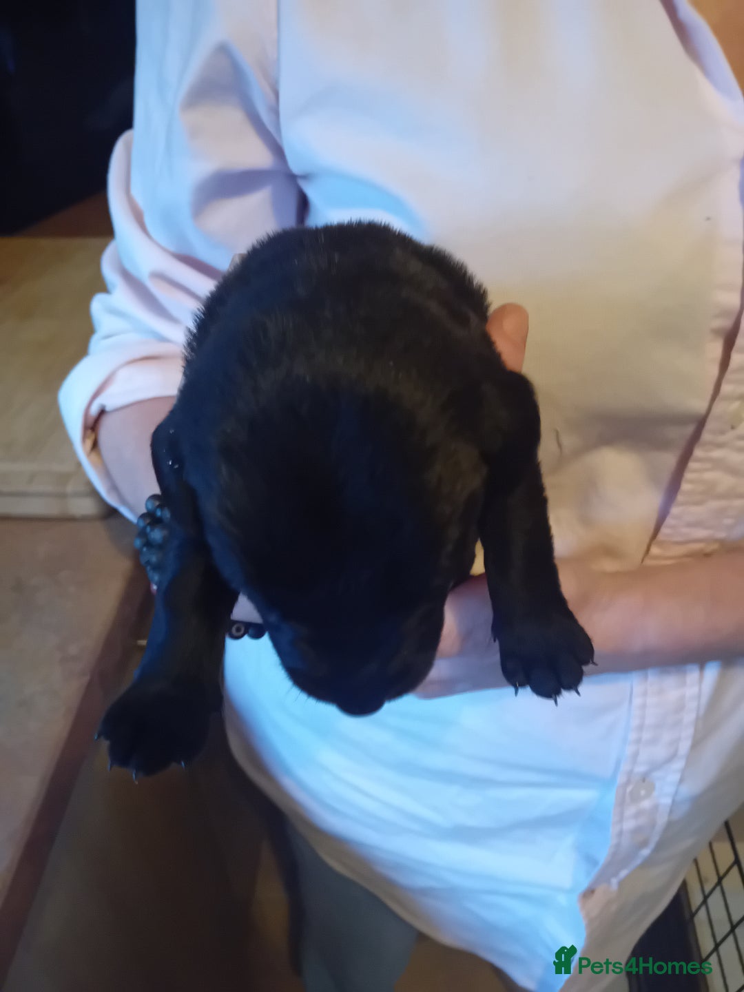 Labrador Retriever dogs for sale: Beautiful litter of labradors  - Image 11