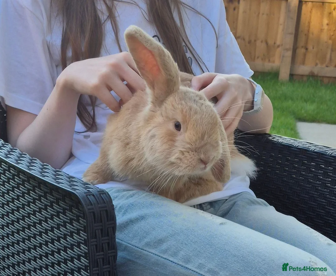 Mixed Breed rabbits for sale: 8-Month-Old Male Lop Rabbit in Huddersfield - Advert 1