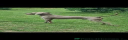 Weimaraner dogs for sale: KC Registered Weimaraner Puppies - Advert 15