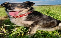 Border Collie dogs for adoption: Agata: Left Behind, but Never Stopped Hoping - Image 2