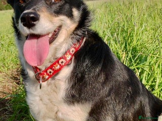 Border Collie dogs Agata: Left Behind, but Never Stopped Hoping - Advert 3