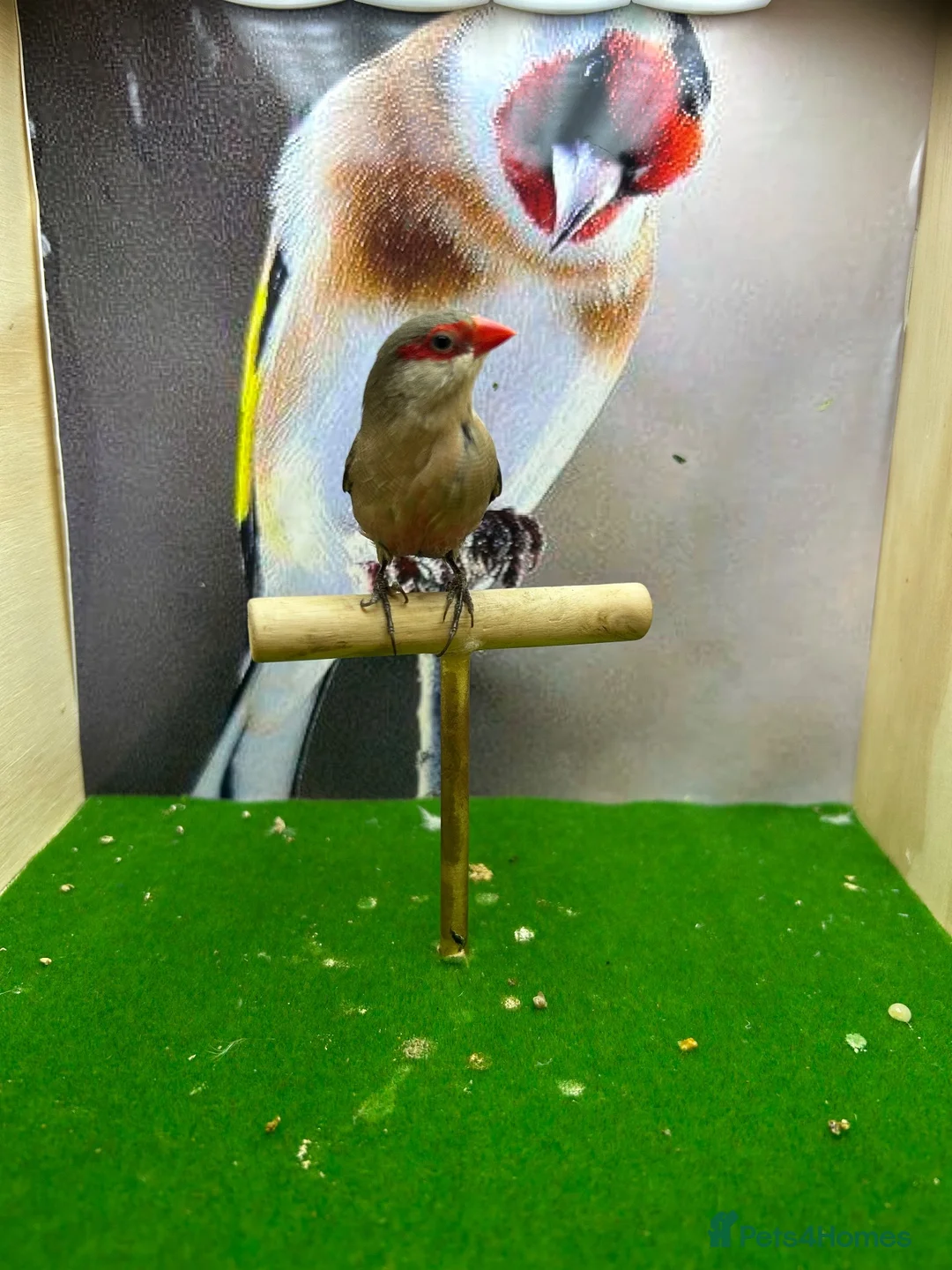 Finches birds for sale: Male cut throat finches  - Advert 13