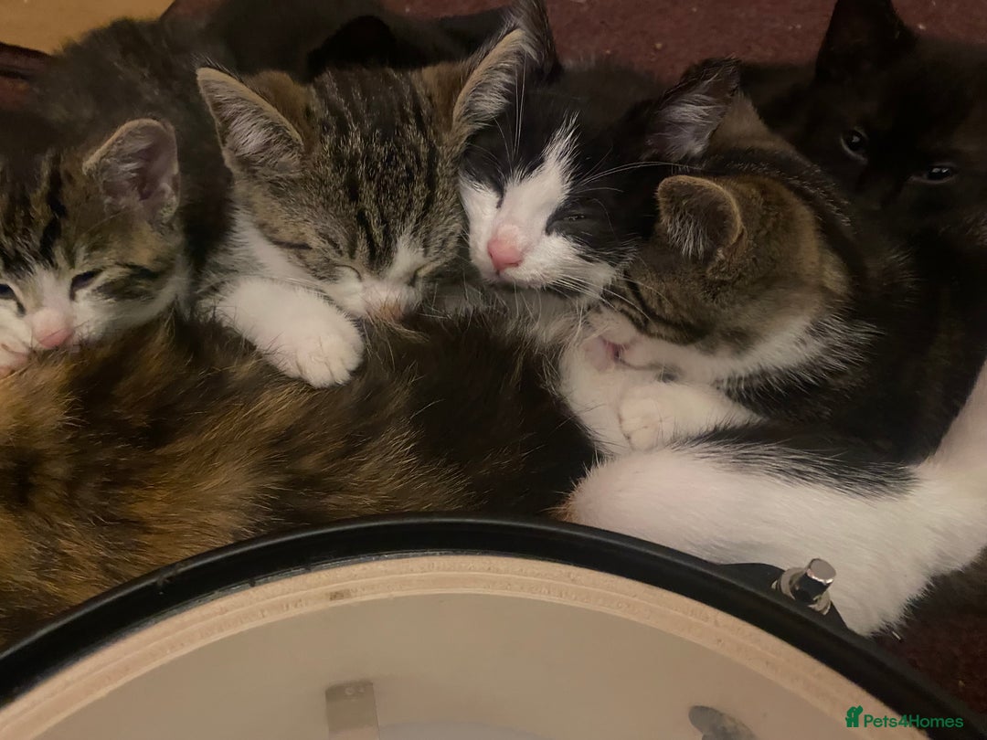 Mixed Breed cats for sale: Beautiful mixed breed kittens ready to leave 🐱❤️ - Image 4