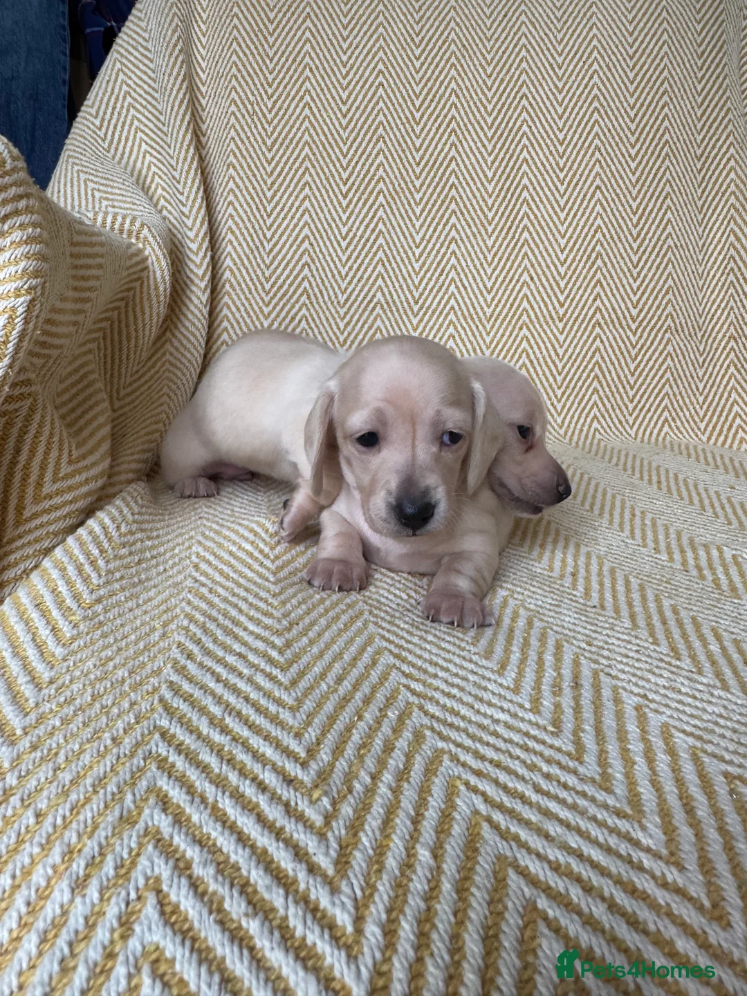 Miniature Dachshund dogs for sale: Cream miniature dachshunds-Petal’s Perfect Puppies - Advert 36