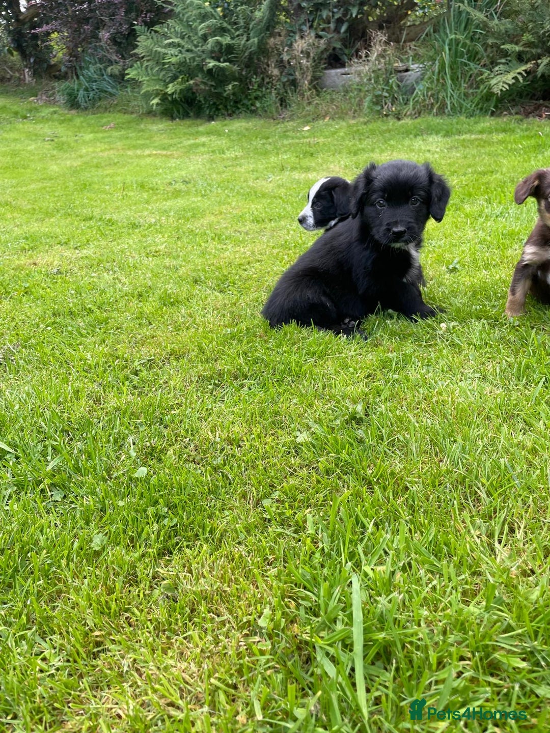 Mixed Breed dogs for sale: Sprollie puppies ❤️ - Image 11