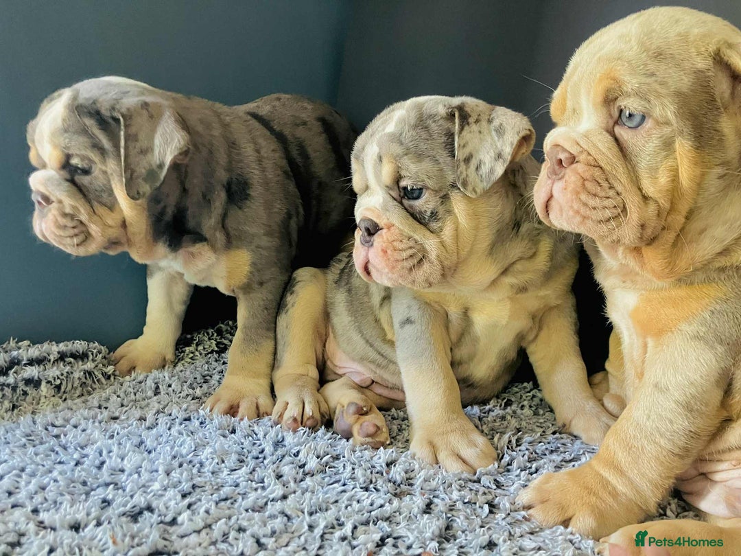 English Bulldog dogs for sale: READY NOW LILAC MERLE ENGLISH BULLDOG BOY in Gunnislake - Image 2