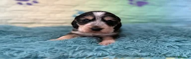 Cocker Spaniel Puppy 1