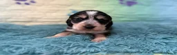 Cocker Spaniel dogs for sale: Kc registered show cocker spaniels  - Advert 4
