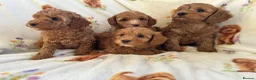 Cavapoo dogs for sale: Red toy cavapoo  - Advert 3