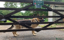 German Shepherd dogs for sale: GSD German Shepherd x Australian kelpie protector - Image 5