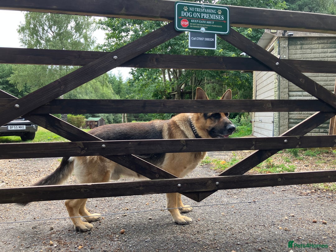 German Shepherd dogs for sale: GSD German Shepherd x Australian kelpie protector - Image 5