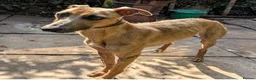 Lurcher dogs for adoption: JOLENE, female lurcher in rescue - Advert 1