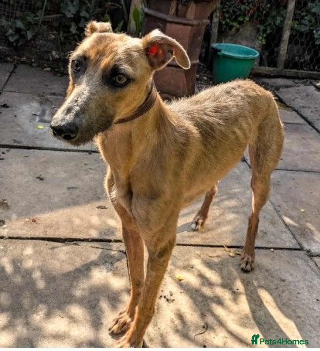 Lurcher dogs for adoption: JOLENE, female lurcher in rescue - Advert 1