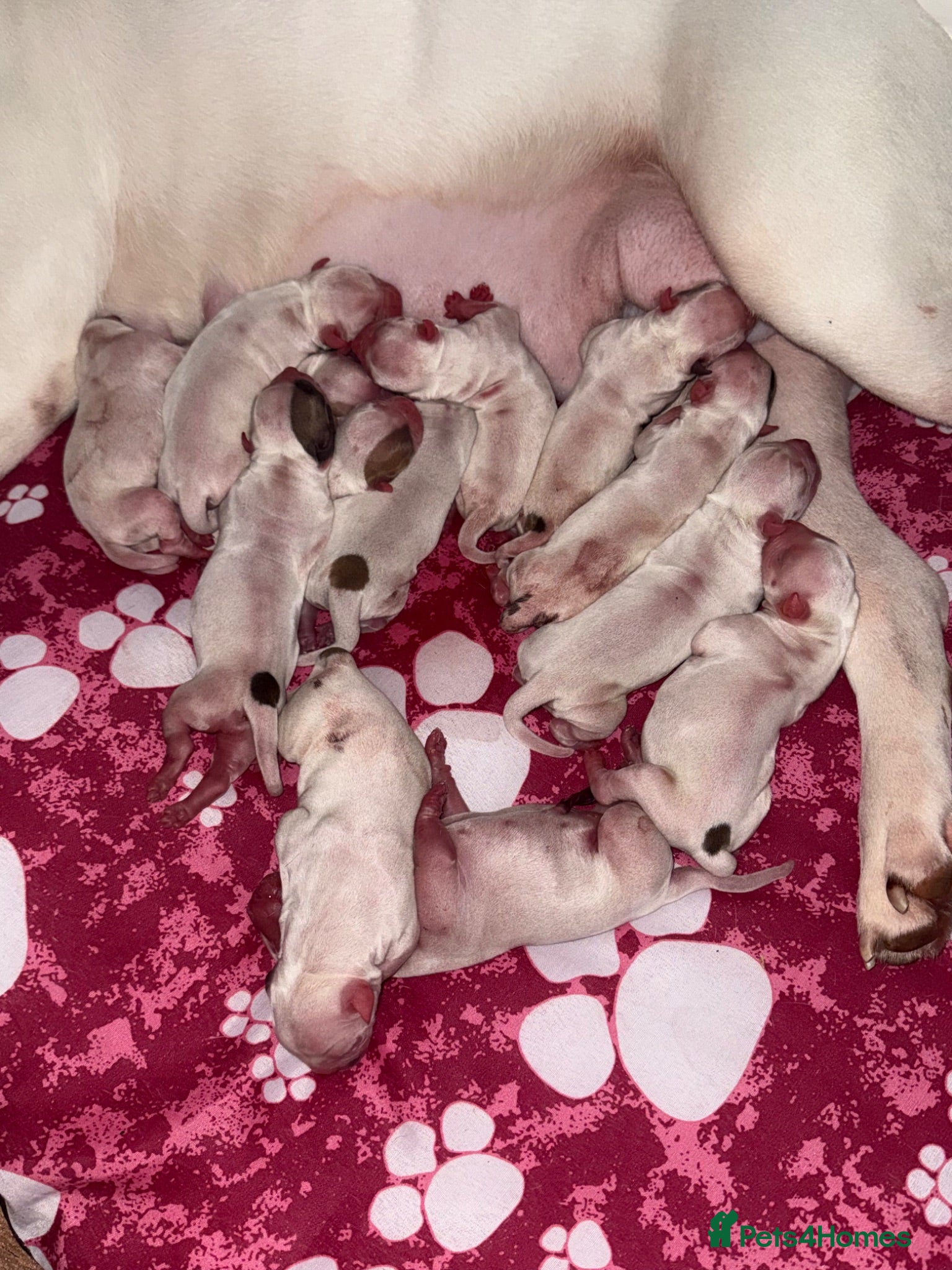 American Bulldog dogs NEBBR American Bulldog Puppies.  - Advert 6