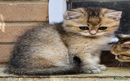British Shorthair cats for sale: BSH Ginger & White, Calico & Gold Kittens - Image 6