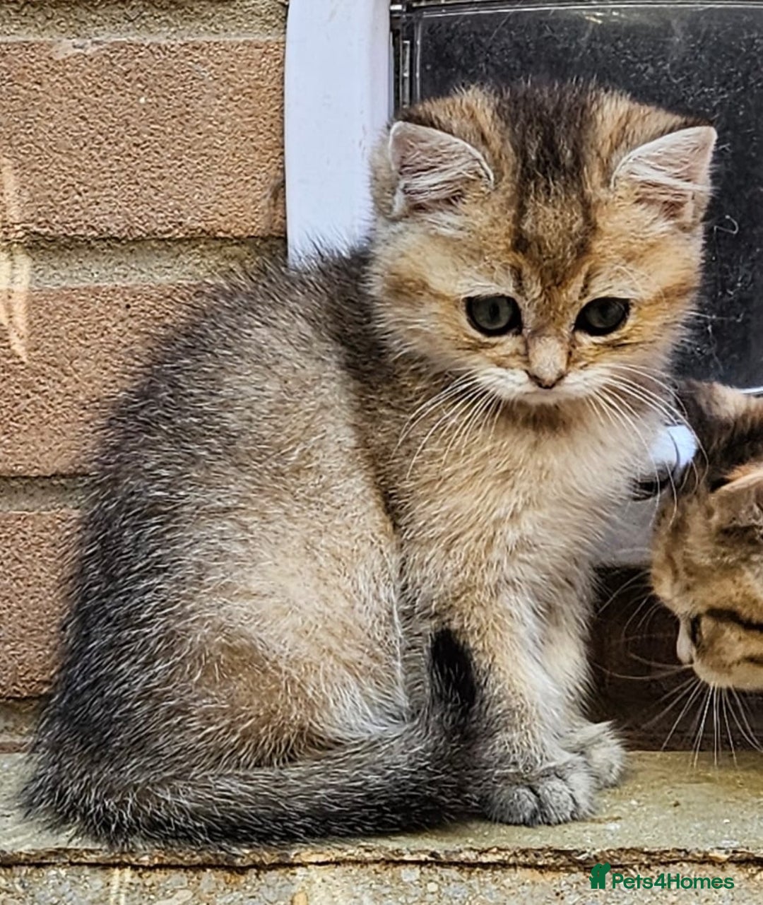 British Shorthair cats for sale: BSH Ginger & White, Calico & Gold Kittens - Image 6