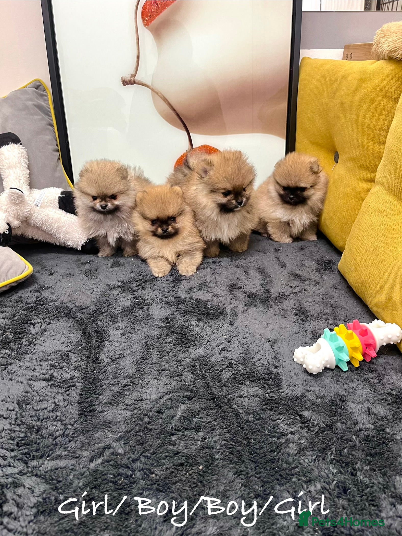 Pomeranian dogs 🔥🔝 Quality 🏆Championship 🧸Teddy Bears - Advert 2