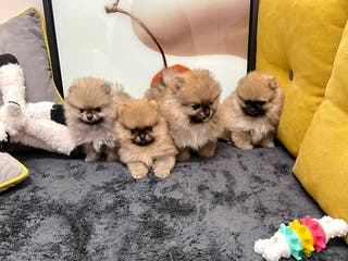 Pomeranian dogs 🔥🔝 Quality 🏆Championship 🧸Teddy Bears - Advert 1