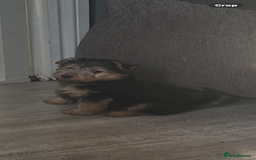 Lakeland Terrier dogs for sale: Lakeland terrier - Advert 2