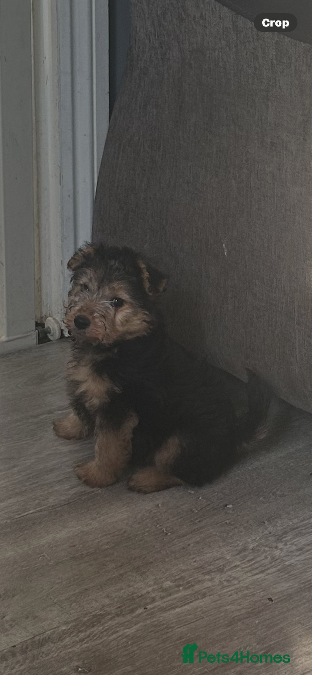 Lakeland Terrier dogs for sale: Lakeland terrier - Advert 2