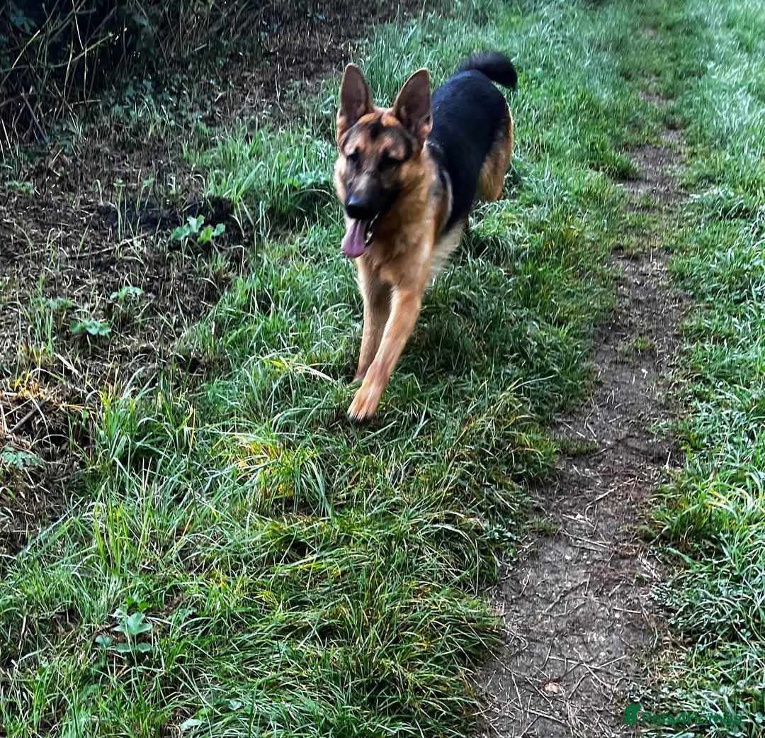 German Shepherd dogs for stud: 3 year old german shepard for stud proven. - Image 5