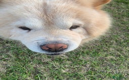Chow Chow dogs for stud: Chow chow for stud - Image 4