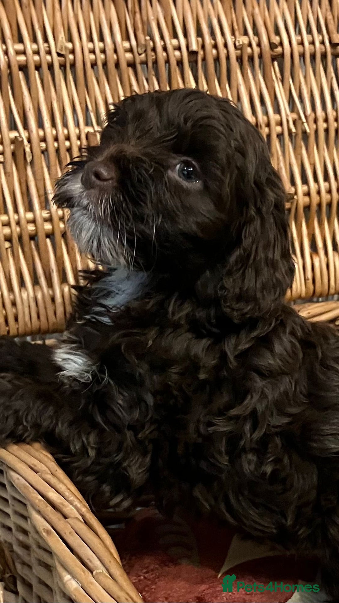Cockapoo dogs for sale: Beautiful Rare Colour Cockapoo  - Image 8