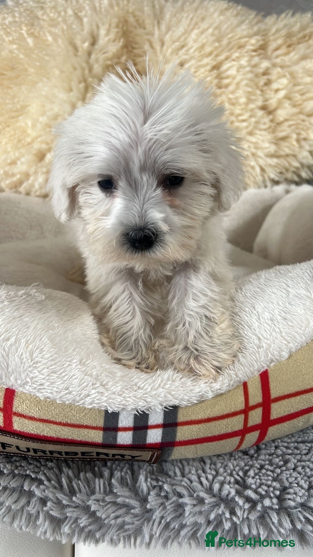 Mixed Breed dogs for sale: Schnoodle puppies for sale  - Image 12
