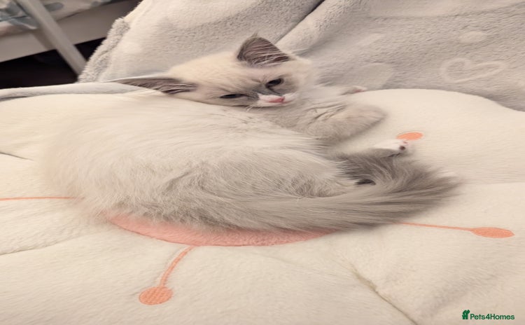 Ragdoll cats - Advert 14