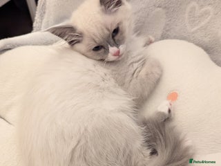 Ragdoll cats - Advert 28