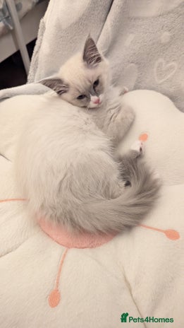 Ragdoll cats - Advert 14