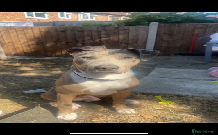 Mixed Breed dogs - Advert 4